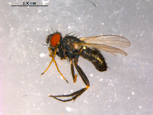  ( - 10PROBE-16365)  @13 [ ] CreativeCommons - Attribution (2011) CBG Photography Group Centre for Biodiversity Genomics