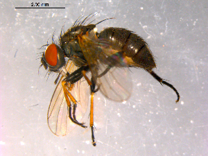  ( - 10PROBE-16366)  @14 [ ] CreativeCommons - Attribution (2011) CBG Photography Group Centre for Biodiversity Genomics