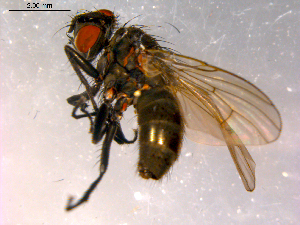  ( - 10PROBE-16367)  @13 [ ] CreativeCommons - Attribution (2011) CBG Photography Group Centre for Biodiversity Genomics