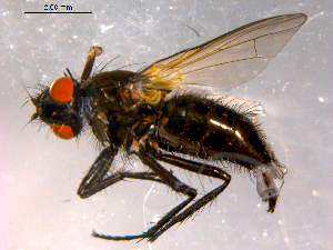  ( - 10PROBE-16368)  @12 [ ] CreativeCommons - Attribution (2011) CBG Photography Group Centre for Biodiversity Genomics