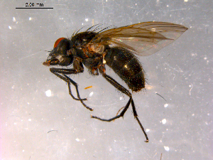  ( - 10PROBE-16374)  @13 [ ] CreativeCommons - Attribution (2011) CBG Photography Group Centre for Biodiversity Genomics