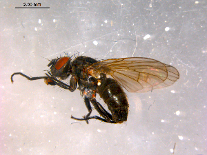  ( - 10PROBE-16376)  @13 [ ] CreativeCommons - Attribution (2011) CBG Photography Group Centre for Biodiversity Genomics