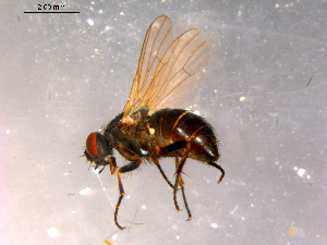  ( - 10PROBE-16386)  @13 [ ] CreativeCommons - Attribution (2011) CBG Photography Group Centre for Biodiversity Genomics