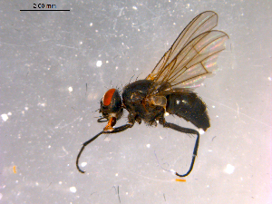  ( - 10PROBE-16391)  @13 [ ] CreativeCommons - Attribution (2011) CBG Photography Group Centre for Biodiversity Genomics