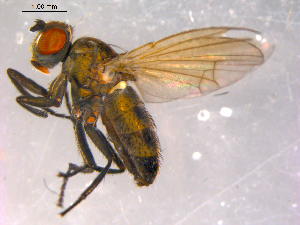  ( - 10PROBE-16425)  @12 [ ] CreativeCommons - Attribution (2011) CBG Photography Group Centre for Biodiversity Genomics