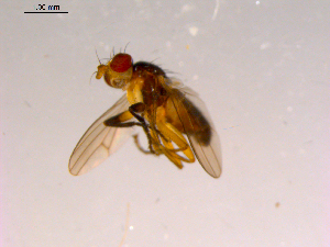  ( - 10PROBE-16433)  @12 [ ] CreativeCommons - Attribution (2011) CBG Photography Group Centre for Biodiversity Genomics