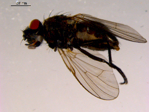  ( - 10PROBE-16437)  @12 [ ] CreativeCommons - Attribution (2011) CBG Photography Group Centre for Biodiversity Genomics