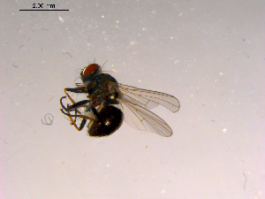  ( - 10PROBE-16440)  @12 [ ] CreativeCommons - Attribution (2011) CBG Photography Group Centre for Biodiversity Genomics