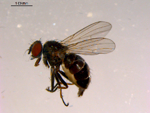  ( - 10PROBE-16444)  @13 [ ] CreativeCommons - Attribution (2011) CBG Photography Group Centre for Biodiversity Genomics