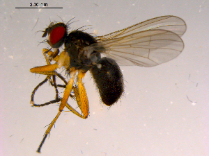  ( - 10PROBE-16449)  @13 [ ] CreativeCommons - Attribution (2011) CBG Photography Group Centre for Biodiversity Genomics