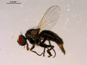  ( - 10PROBE-16453)  @13 [ ] CreativeCommons - Attribution (2011) CBG Photography Group Centre for Biodiversity Genomics
