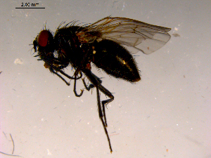 ( - 10PROBE-16576)  @12 [ ] CreativeCommons - Attribution (2011) CBG Photography Group Centre for Biodiversity Genomics