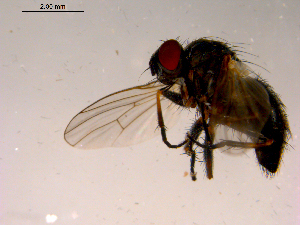  ( - 10PROBE-16579)  @13 [ ] CreativeCommons - Attribution (2011) CBG Photography Group Centre for Biodiversity Genomics