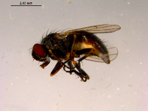  ( - 10PROBE-16581)  @13 [ ] CreativeCommons - Attribution (2011) CBG Photography Group Centre for Biodiversity Genomics