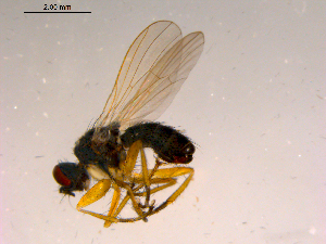  ( - 10PROBE-16582)  @12 [ ] CreativeCommons - Attribution (2011) CBG Photography Group Centre for Biodiversity Genomics