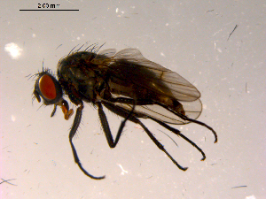  ( - 10PROBE-16591)  @13 [ ] CreativeCommons - Attribution (2011) CBG Photography Group Centre for Biodiversity Genomics