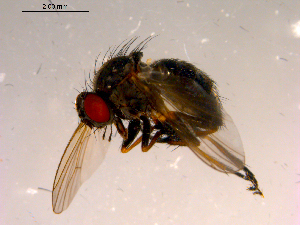  ( - 10PROBE-16593)  @13 [ ] CreativeCommons - Attribution (2011) CBG Photography Group Centre for Biodiversity Genomics