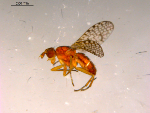  ( - 10PROBE-16611)  @12 [ ] CreativeCommons - Attribution (2011) CBG Photography Group Centre for Biodiversity Genomics