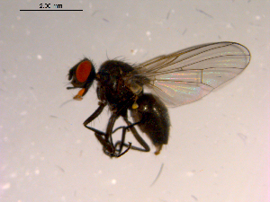  ( - 10PROBE-16651)  @12 [ ] CreativeCommons - Attribution (2011) CBG Photography Group Centre for Biodiversity Genomics