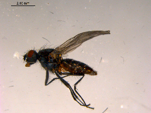  ( - 10PROBE-16655)  @13 [ ] CreativeCommons - Attribution (2011) CBG Photography Group Centre for Biodiversity Genomics