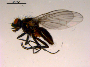  ( - 10PROBE-16656)  @13 [ ] CreativeCommons - Attribution (2011) CBG Photography Group Centre for Biodiversity Genomics