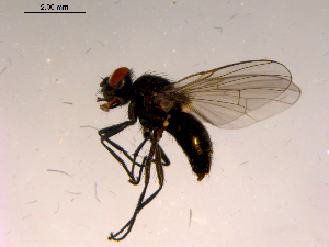  ( - 10PROBE-16662)  @13 [ ] CreativeCommons - Attribution (2011) CBG Photography Group Centre for Biodiversity Genomics