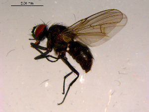  ( - 10PROBE-16676)  @13 [ ] CreativeCommons - Attribution (2011) CBG Photography Group Centre for Biodiversity Genomics