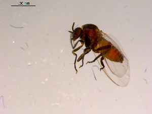  ( - 10PROBE-16719)  @12 [ ] CreativeCommons - Attribution (2011) CBG Photography Group Centre for Biodiversity Genomics
