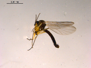  ( - 10PROBE-16729)  @12 [ ] CreativeCommons - Attribution (2011) CBG Photography Group Centre for Biodiversity Genomics
