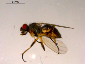  ( - 10PROBE-16769)  @13 [ ] CreativeCommons - Attribution (2011) CBG Photography Group Centre for Biodiversity Genomics