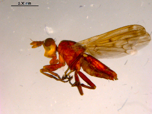  ( - 10PROBE-16797)  @12 [ ] CreativeCommons - Attribution (2011) CBG Photography Group Centre for Biodiversity Genomics