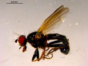 ( - 10PROBE-16805)  @13 [ ] CreativeCommons - Attribution (2011) CBG Photography Group Centre for Biodiversity Genomics