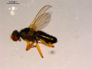  ( - 10PROBE-16806)  @13 [ ] CreativeCommons - Attribution (2011) CBG Photography Group Centre for Biodiversity Genomics