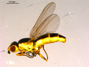  ( - 10PROBE-16810)  @12 [ ] CreativeCommons - Attribution (2011) CBG Photography Group Centre for Biodiversity Genomics