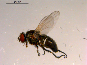  ( - 10PROBE-16887)  @13 [ ] CreativeCommons - Attribution (2011) CBG Photography Group Centre for Biodiversity Genomics
