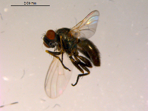  ( - 10PROBE-16890)  @13 [ ] CreativeCommons - Attribution (2011) CBG Photography Group Centre for Biodiversity Genomics