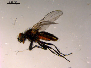  ( - 10PROBE-16894)  @13 [ ] CreativeCommons - Attribution (2011) CBG Photography Group Centre for Biodiversity Genomics