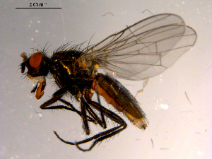  ( - 10PROBE-16896)  @13 [ ] CreativeCommons - Attribution (2011) CBG Photography Group Centre for Biodiversity Genomics