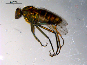  (Hydrophorus flavihirtus - 10PROBE-13509)  @13 [ ] CreativeCommons - Attribution (2011) CBG Photography Group Centre for Biodiversity Genomics