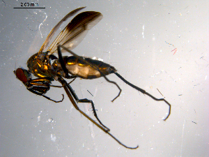  ( - 10PROBE-13529)  @13 [ ] CreativeCommons - Attribution (2011) CBG Photography Group Centre for Biodiversity Genomics