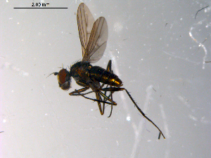  ( - 10PROBE-13543)  @12 [ ] CreativeCommons - Attribution (2011) CBG Photography Group Centre for Biodiversity Genomics