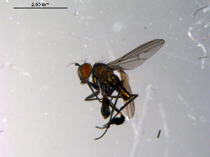 ( - 10PROBE-13544)  @12 [ ] CreativeCommons - Attribution (2011) CBG Photography Group Centre for Biodiversity Genomics