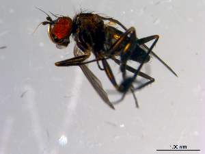  ( - 10PROBE-13545)  @12 [ ] CreativeCommons - Attribution (2011) CBG Photography Group Centre for Biodiversity Genomics