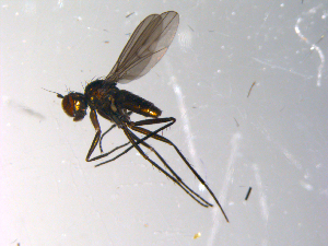  ( - 10PROBE-13546)  @12 [ ] CreativeCommons - Attribution (2011) CBG Photography Group Centre for Biodiversity Genomics