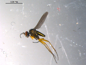  ( - 10PROBE-13559)  @12 [ ] CreativeCommons - Attribution (2011) CBG Photography Group Centre for Biodiversity Genomics