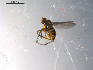 ( - 10PROBE-13560)  @12 [ ] CreativeCommons - Attribution (2011) CBG Photography Group Centre for Biodiversity Genomics