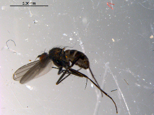  ( - 10PROBE-13561)  @12 [ ] CreativeCommons - Attribution (2011) CBG Photography Group Centre for Biodiversity Genomics