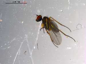  ( - 10PROBE-13562)  @12 [ ] CreativeCommons - Attribution (2011) CBG Photography Group Centre for Biodiversity Genomics