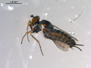  ( - 10PROBE-13571)  @12 [ ] CreativeCommons - Attribution (2011) CBG Photography Group Centre for Biodiversity Genomics