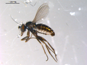  ( - 10PROBE-13572)  @13 [ ] CreativeCommons - Attribution (2011) CBG Photography Group Centre for Biodiversity Genomics